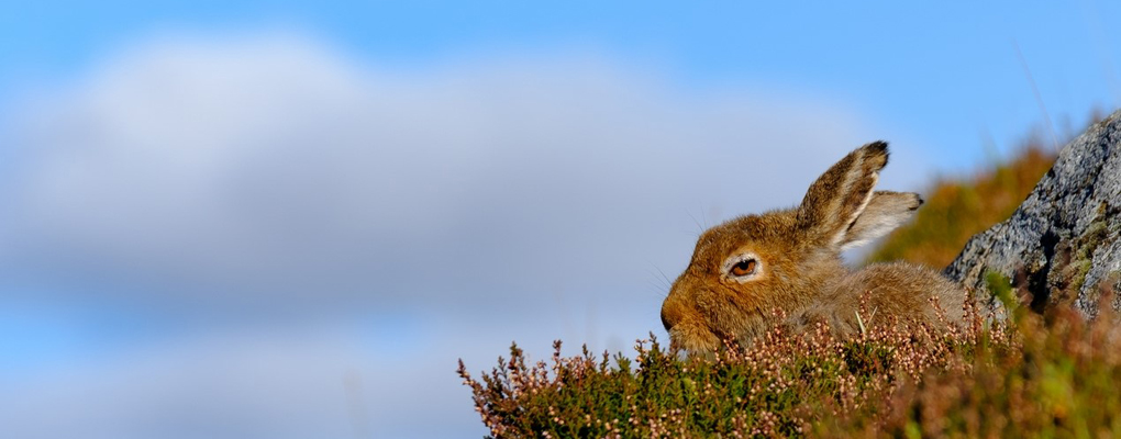 Scottish Mammals